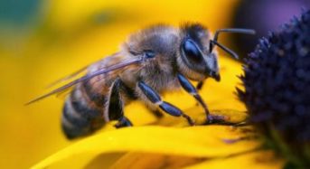 Νεοκοτινοειδή φυτοφάρμακα απειλούν τις μέλισσες