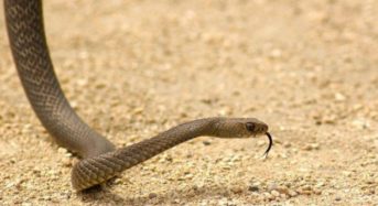 Τι να κάνετε αν σας δαγκώσει φίδι ή σκορπιός