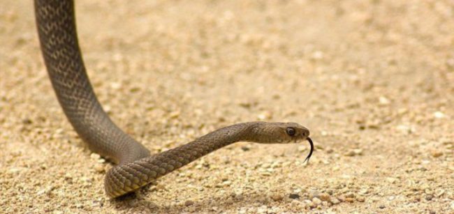 Τι να κάνετε αν σας δαγκώσει φίδι ή σκορπιός