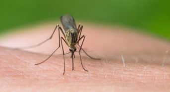 Επαναστατική μέθοδος για την καταπολέμηση των κουνουπιών χωρίς εντομοκτόνα!