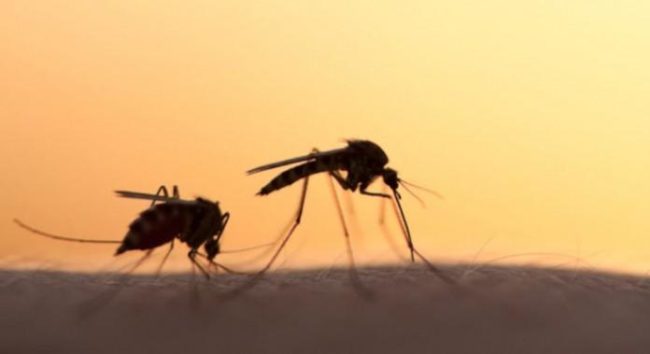 Πώς τα κουνούπια και οι ασθένειες που μετέφεραν άλλαξαν τον κόσμο μας