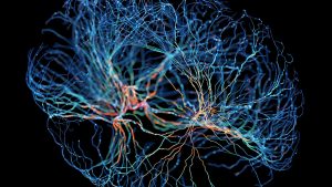 Φως στη λειτουργία του ανθρώπινου εγκέφαλου από Έλληνες επιστήμονες της διασποράς